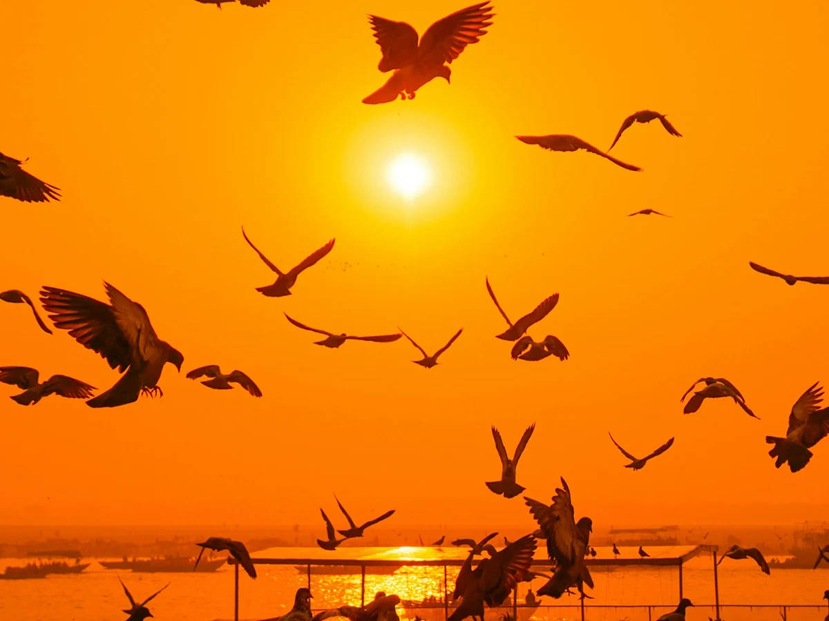 Birds Soaring at Sunset Over the Ganges River