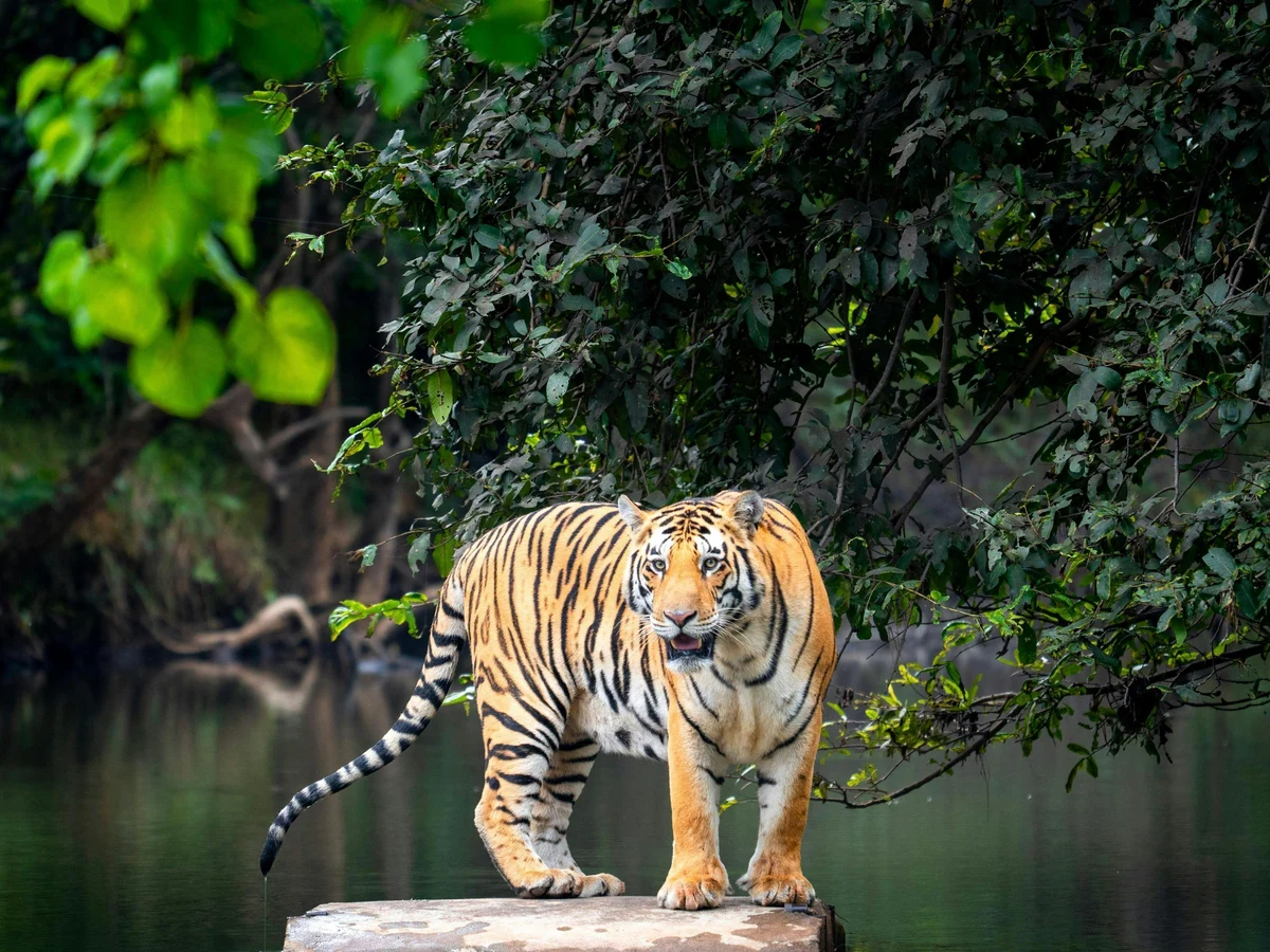 Ranthambore Tiger Safari