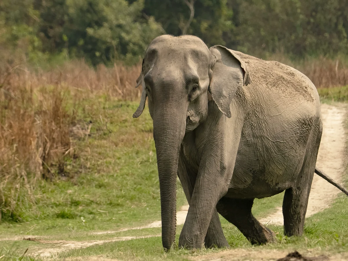 Kaziranga National Park