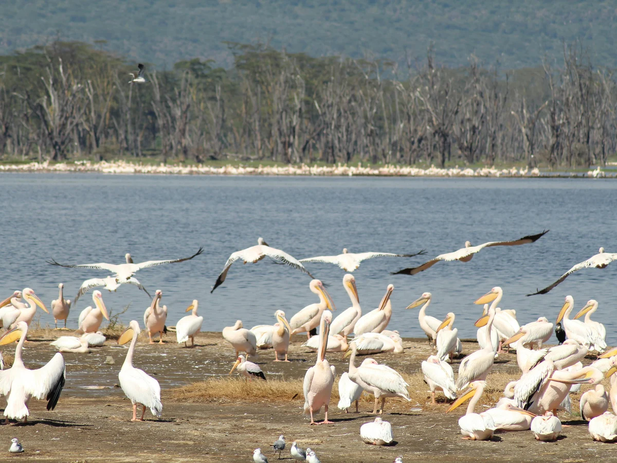 Flock of Great White Pelicans by Kenyan Lake